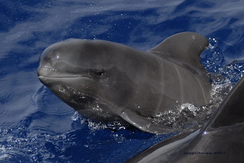 Cabeza de Delfin en la Arena - Kenia 🗺️ Foro General de Google Earth