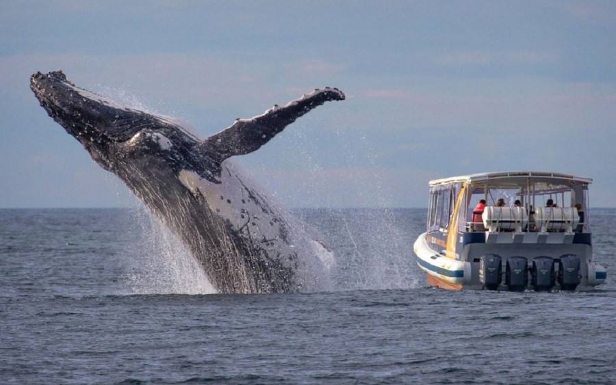 ballena jorobada 3