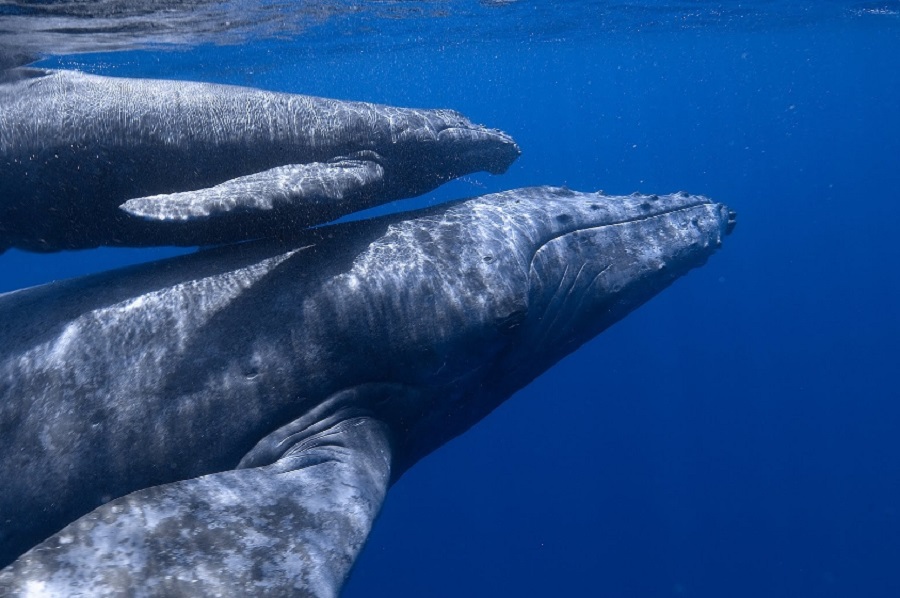 ballena jorobada 4