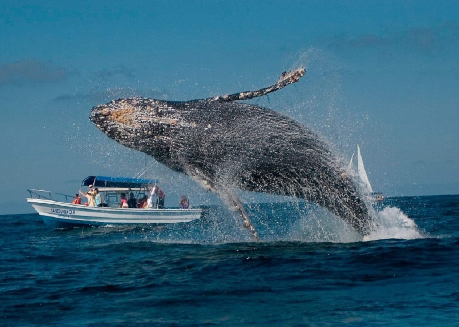 ballena jorobada