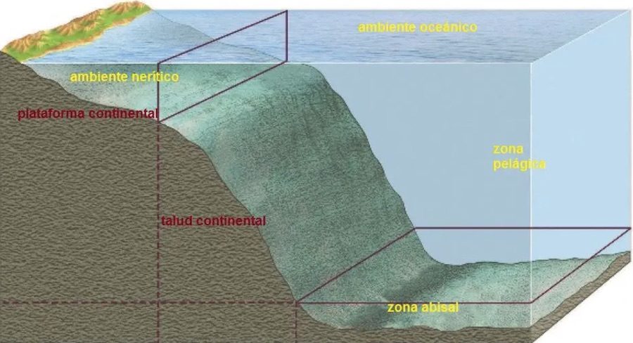 Fondos abisales - Oceanos y mares -5