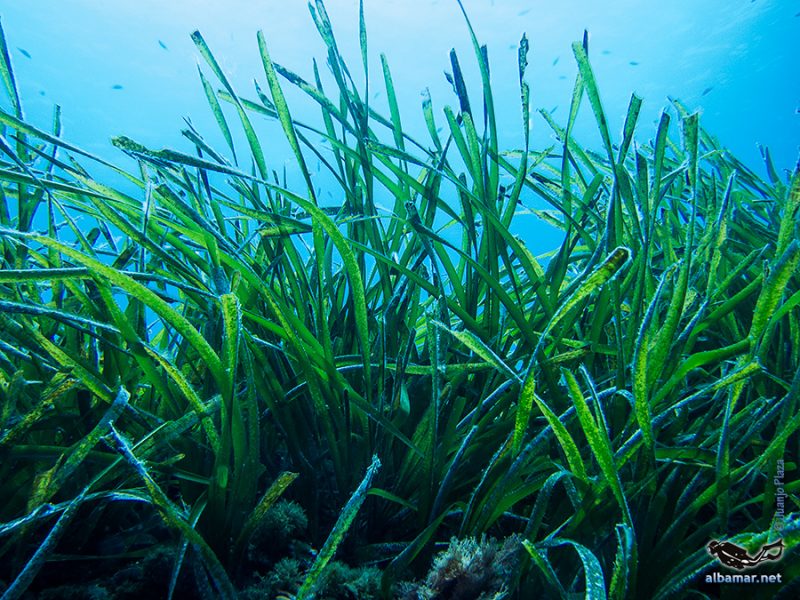 Praderas de posidonia