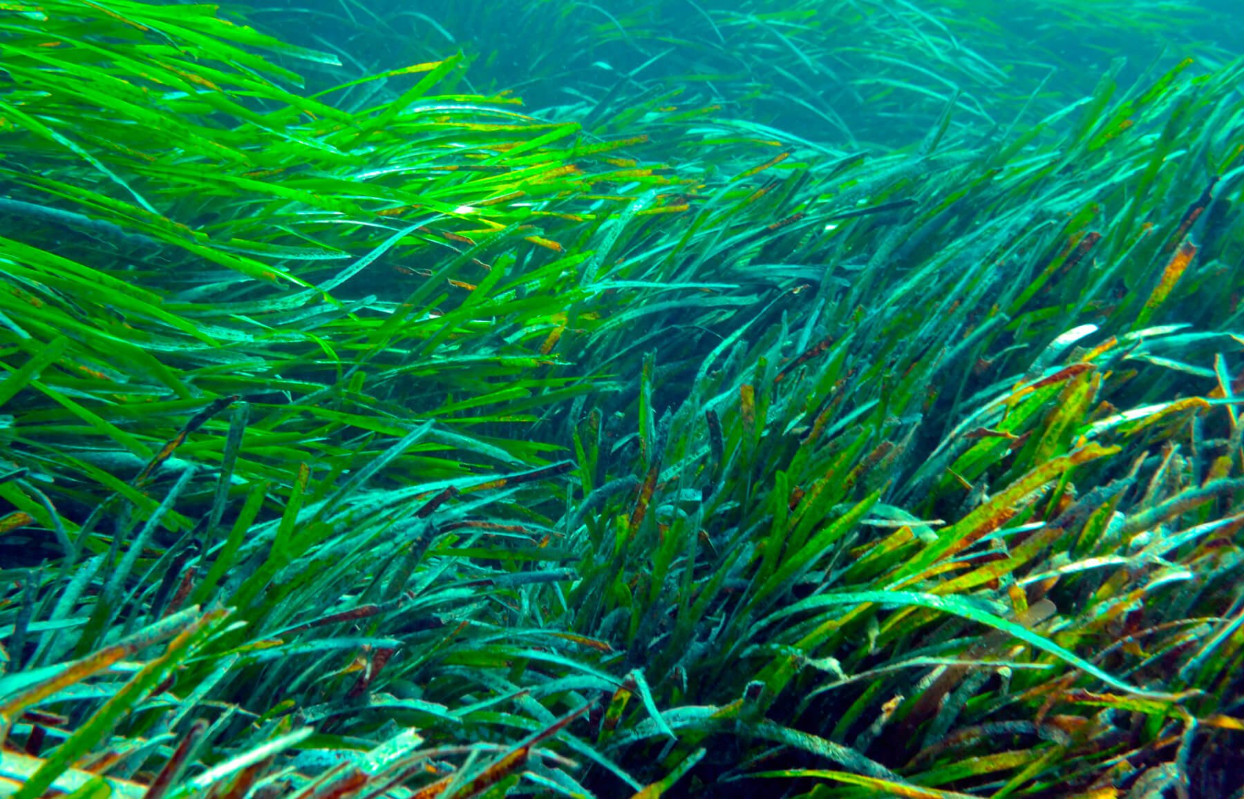 Posidonia mediterránes