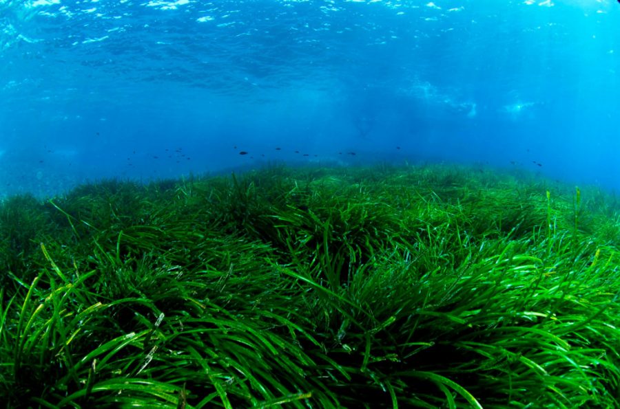 Pradera de Posidonia