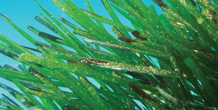 La posidonia mediterránea