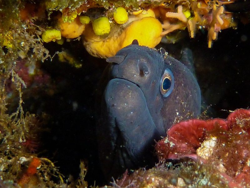 El mejor buceo en tierras croatas