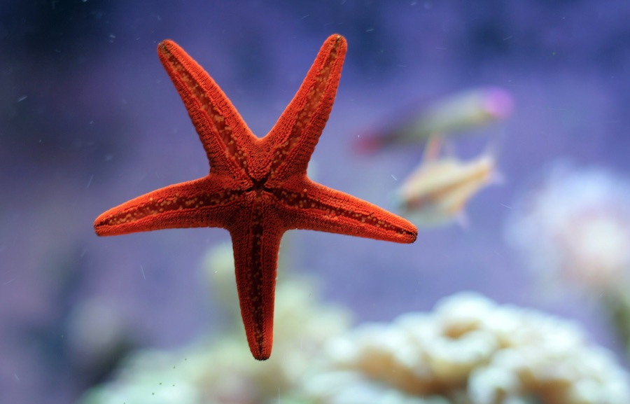 Cómo se alimenta una estrella de mar 