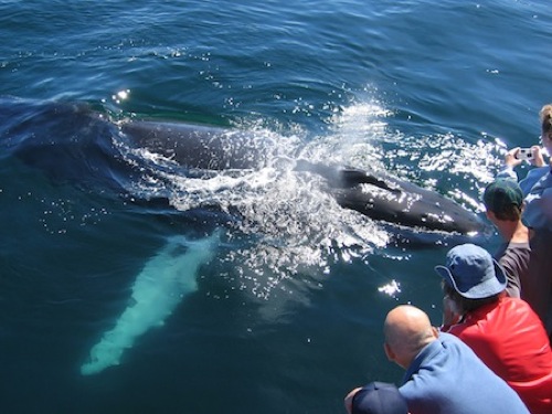 friendly-humpback-whale-north-atlantic-26-05-04_judith_scott