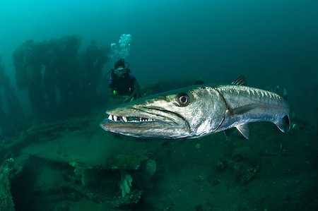Great barracuda with a diver on the Liberty Wreck at Tulamben, Bali, Indonesia.