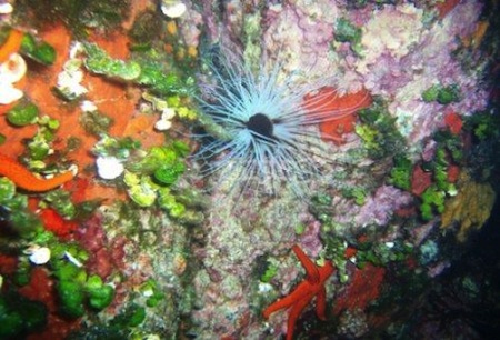  buceo en Columbretes