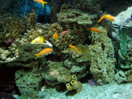 Acuarios y Oceanográficos
