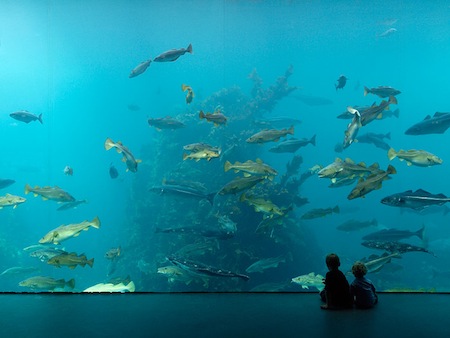 Acuarios u Oceanograficos