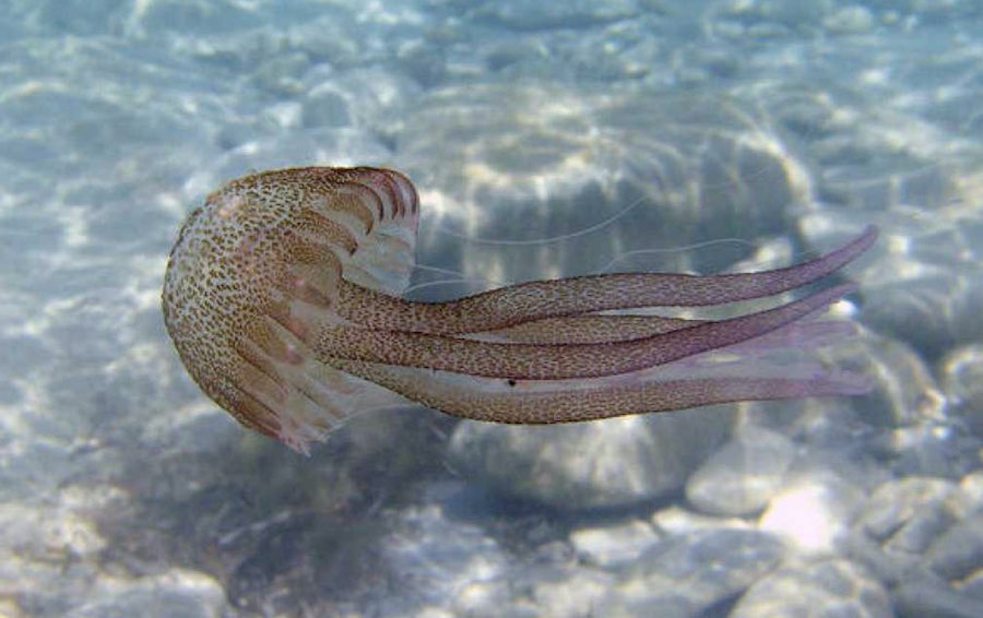 Peligros de la fauna mediterránea