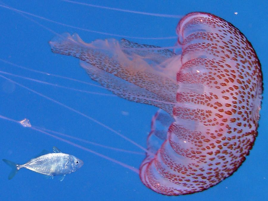 Animales marinos del Mediterráneo