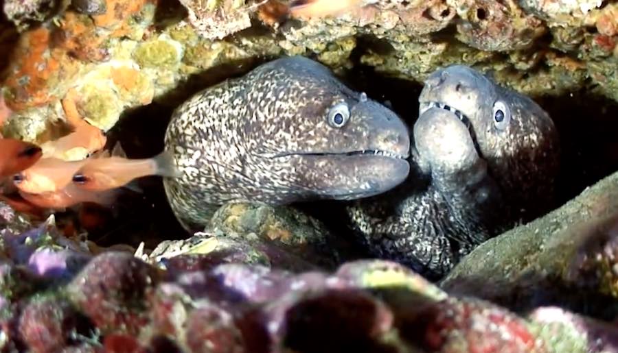 El Mar Mediterráneo y su fauna