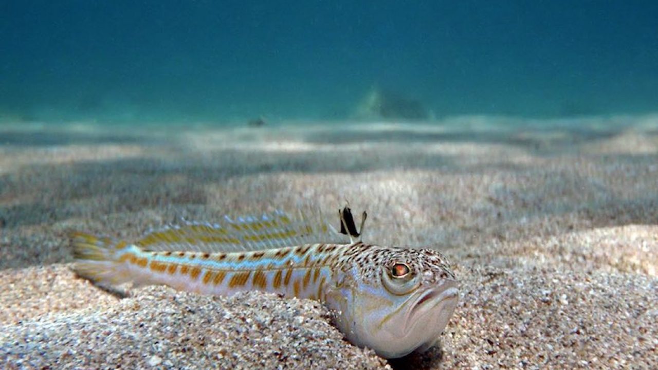 Hay En El Mar Mediterraneo Fauna Potencialmente Peligrosa