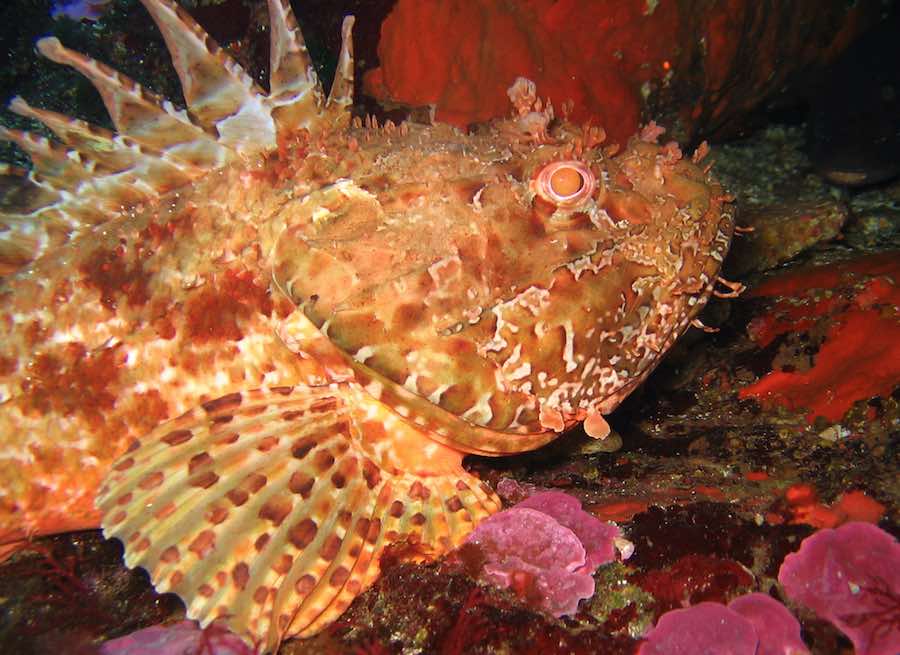 Animales marinos del Mar Mediterráneo