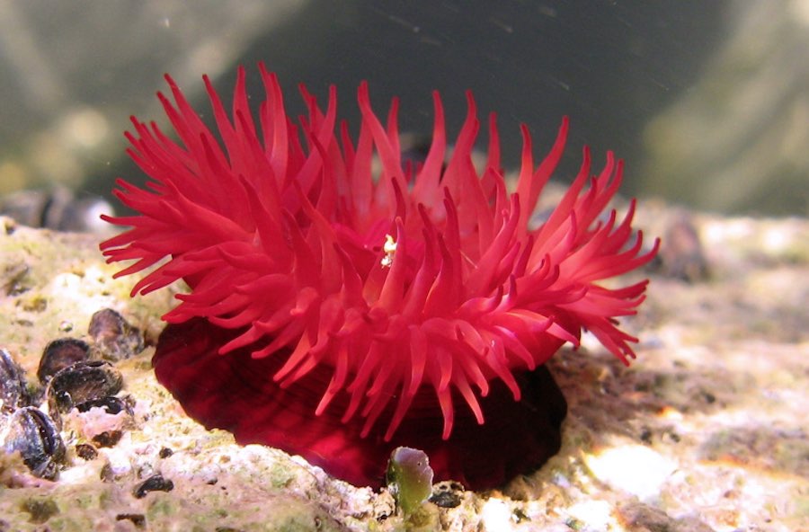 Animales marinos del litoral mediterráneo