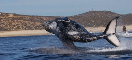 Baja en Mexico