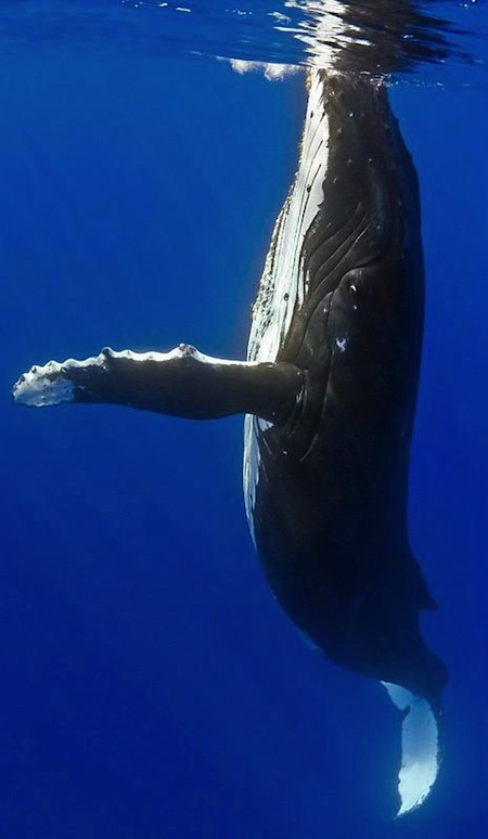 Maui