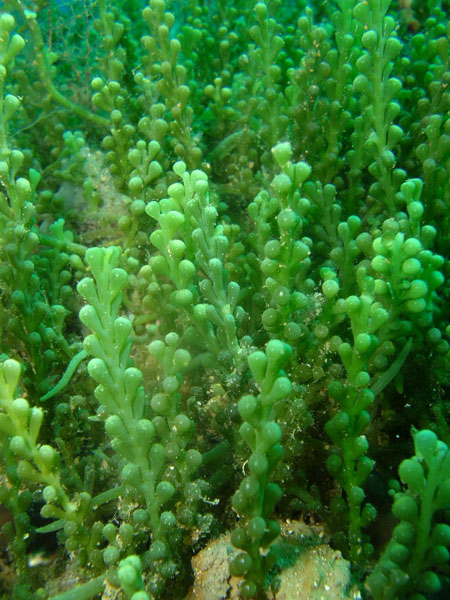 caulerpa-racemosa
