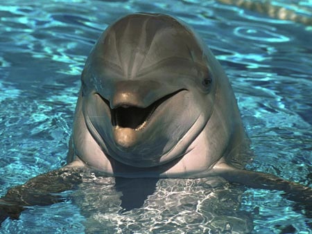 epidemia en los delfines