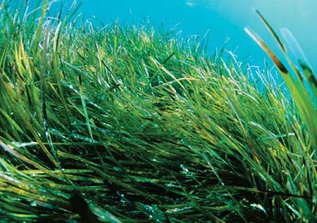 pradera-de-posidonia