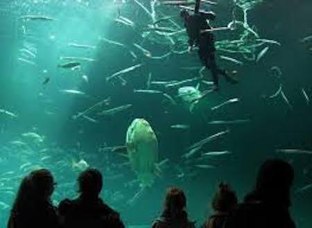 acuario de Dinamarca