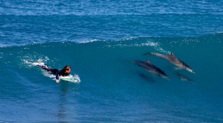 Delfines surfistas