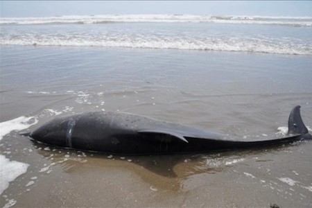 delfines comunes muertos