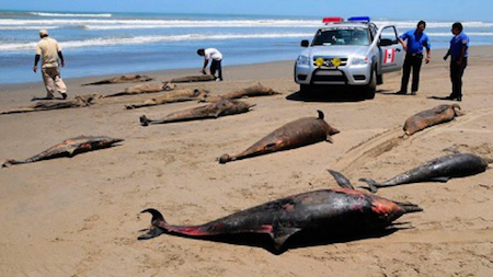 delfines comunes muertos