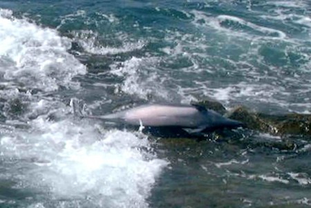 delfines comunes muertos