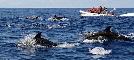 observación de cetaceos