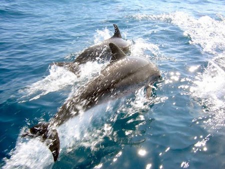 observación de cetaceos