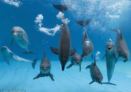 observación de cetaceos