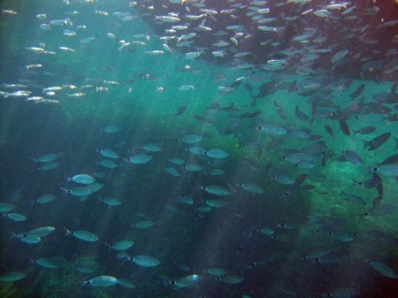 paraíso para el buceo