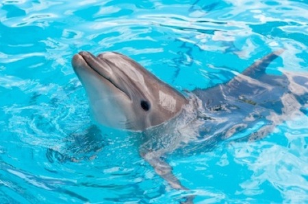 observación de cetaceos