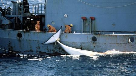 caza de ballenas antárticas
