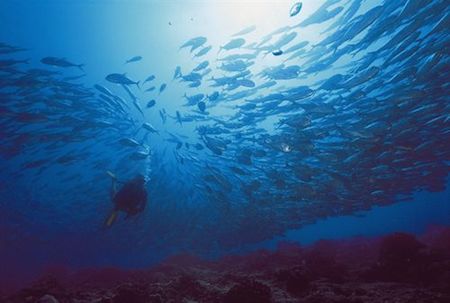  Dive Travel Show,