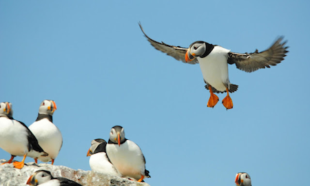 Islas Farne 