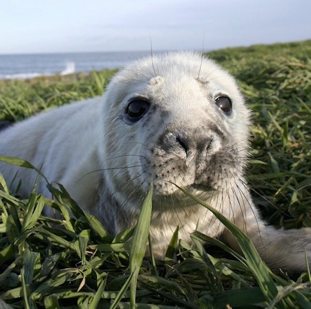 Islas Farne 