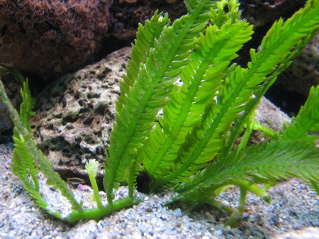 invasión en el Mediterráneo 