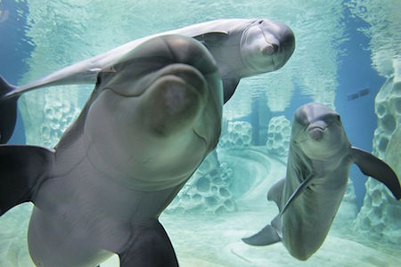 violencia contra los delfines
