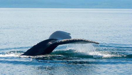 Whale Watching Tofino