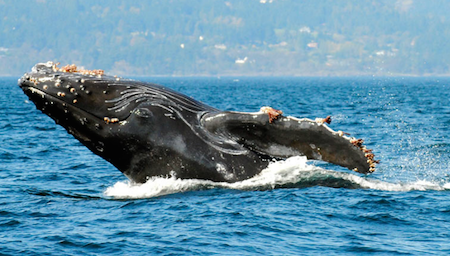 Whale Watching Tofino