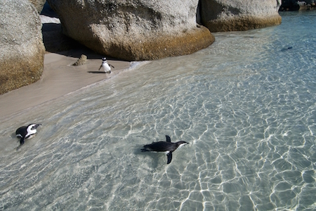 Sus aguas frías y cristalinas son ideales para la fauna en Playa de Boulders