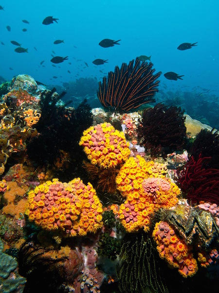 buceo en la Isla de Apo, Filipinas