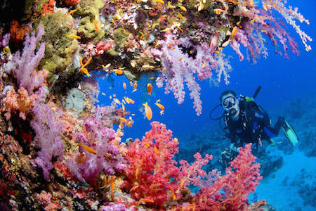 buceo en la Isla de Apo, Filipinas