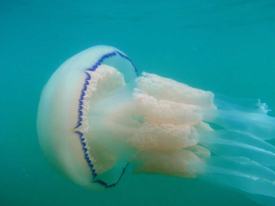 medusas 8
