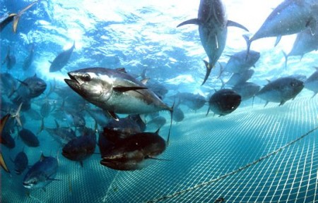 Turismo Nautico Benidorm 5